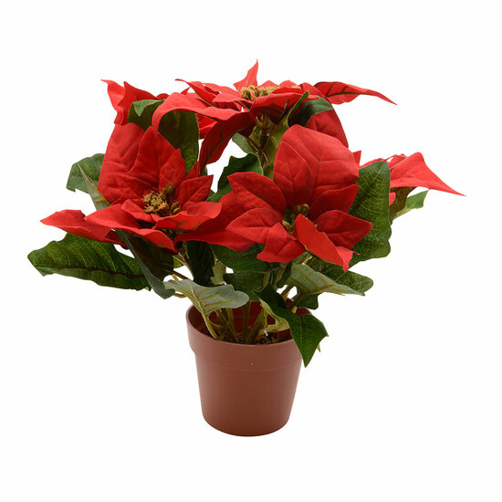 Decoratieve plant Lifetime Rood Kerstster &Oslash; 27 cm 1