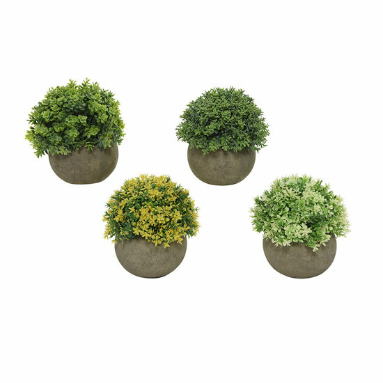 Decoratieve plant Everlands &Oslash; 12 cm Bloempot Plastic 1