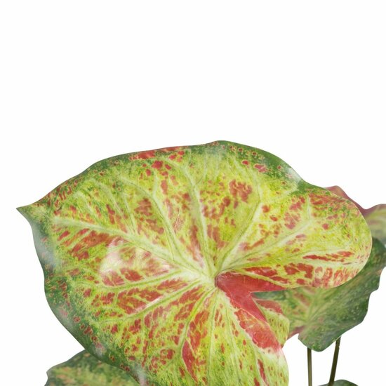 Decoratieve plant 48 x 46 x 55 cm Rood Groen PVC 4