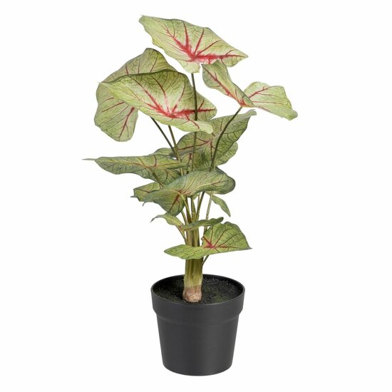 Decoratieve plant Rood Groen PVC 40 x 35 x 55 cm 1