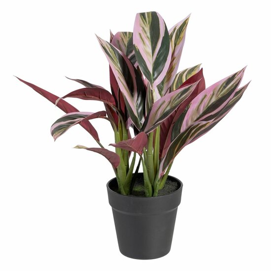 Decoratieve plant 44 x 39 x 48 cm Roze Groen PVC 1