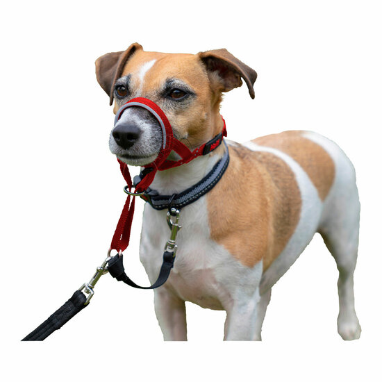 Trainingshalsbanden voor honden Company of Animals Halti Muilkorf (35-48 cm) 3