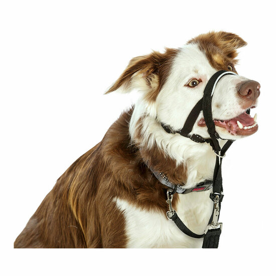 Trainingshalsbanden voor honden Company of Animals Halti Zwart Muilkorf (35-48 cm) 6