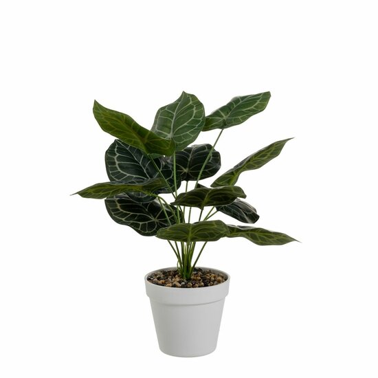 Decoratieve plant Polyethyleen Plastic 26 x 26 x 43 cm 1