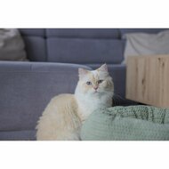 Kattenbed Kerbl 80928 Groen 2