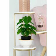 Decoratieve plant DKD Home Decor PVC Polypropyleen 20 x 20 x 30 cm 4