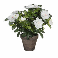 Decoratieve plant Mica Decorations 11,5 x 27 x 20 cm 1