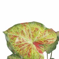 Decoratieve plant 48 x 46 x 55 cm Rood Groen PVC 4