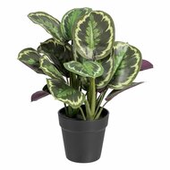 Decoratieve plant 37 x 37 x 41 cm Groen PVC 1