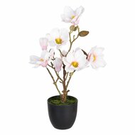 Decoratieve plant Polyester Polyethyleen Ijzer 25 x 25 x 49 cm Magnolia 1