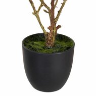 Decoratieve plant Polyester Polyethyleen Ijzer 25 x 25 x 49 cm Magnolia 3