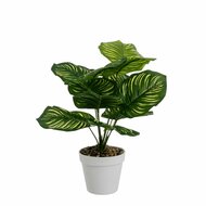 Decoratieve plant Polyethyleen Plastic Calathea 28 x 28 x 37 cm 1