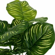 Decoratieve plant Polyethyleen Plastic Calathea 28 x 28 x 37 cm 2