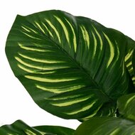 Decoratieve plant Polyethyleen Plastic Calathea 28 x 28 x 37 cm 3